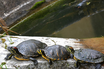 Fototapeta premium Turtles