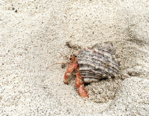 Hermit Crab on a beach in Maldivian Sea