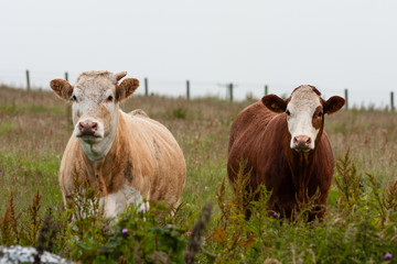 Scotland Angus Cattle - 80624628