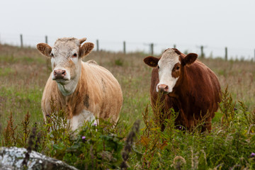 Scotland Angus Cattle