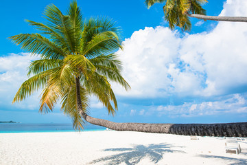 Tropical white sand beach with palm trees