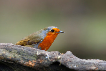 Robin bird on branch