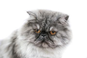 Persian cat  in front of white background