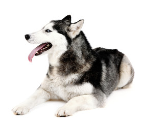 Beautiful cute husky, isolated on white