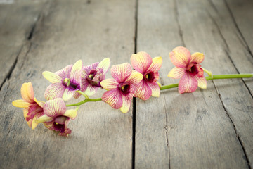 Orchid vintage.