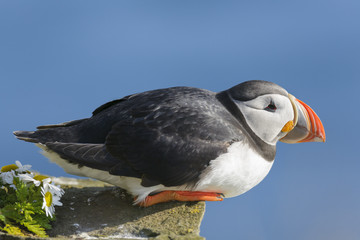 Atlantic puffin (Fratercula arctica) perched on cliff