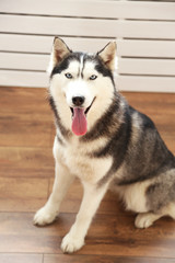 Beautiful cute husky sitting on floor in room