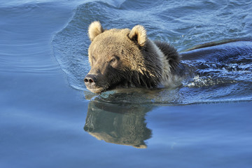 Obraz premium Grizzly bear swimming in water with reflection.