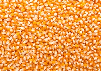 Deurstickers Maize grains background © Nomad_Soul