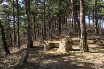 bench in pine tree forest