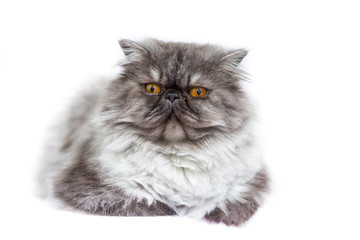 Persian cat  in front of white background