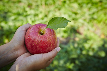 apples