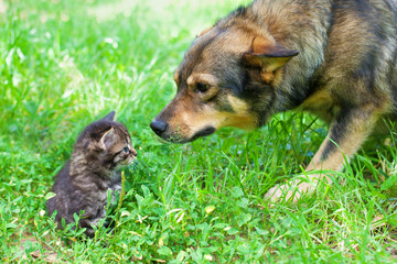 Big dog sniffing little kitten outdoors