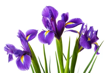 Papier Peint photo Lavable Iris Fleurs d& 39 iris isolés sur blanc