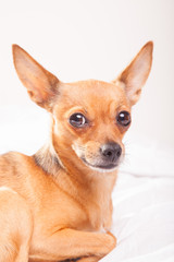 Obraz premium Little dog