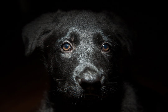 Black Shepherd puppy