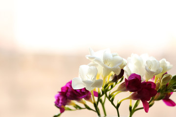 Fototapeta na wymiar Beautiful spring flowers on bright background, closeup
