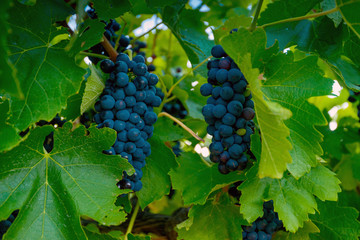 Wine valley at sunset at Barossa, South Australia