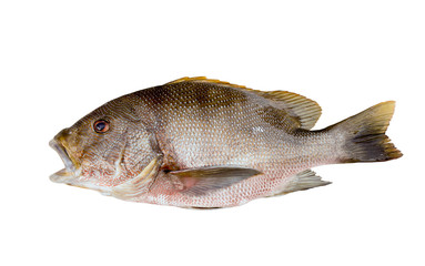 Fresh red snapper