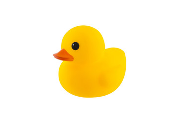Yellow rubber duck on White Background