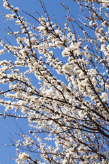 Spring cherry blossom tree on a sunny  day on blue sky backgroun