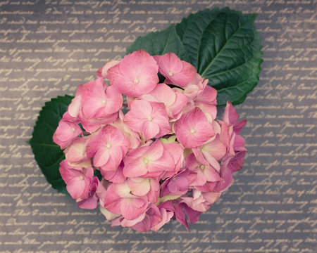 A light pink hydrangea flower with leaves  on word background