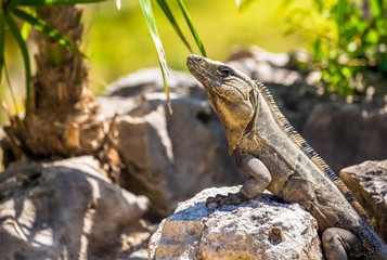 Mexican Iguana