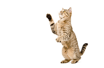 Playful cat Scottish Straight standing on his hind legs