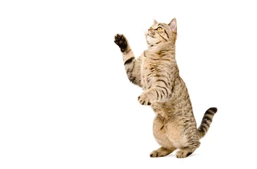 Fototapeten Verspielte Katze Scottish Straight steht auf seinen Hinterbeinen © sonsedskaya