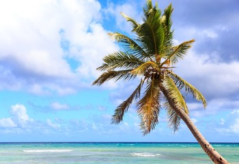 Palm tree over caribbean sea