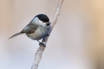 Tit spring against the blue sky.
