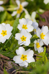 Obraz premium Primeln im Frühjahr