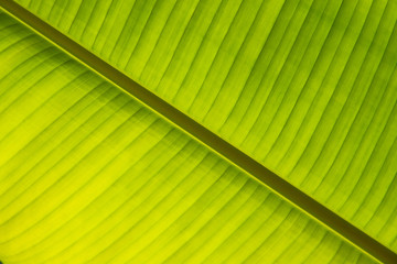 Fresh green banana leaf