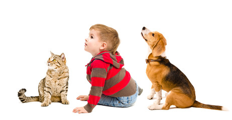 Cute boy, beagle dog and cat Scottish Straight