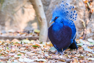 Victoria Crowned bird or Goura victoria