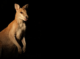 Agile Wallaby on black © EcoView