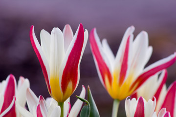 Tulpenfreude im Frühling © Nicolette Wollentin