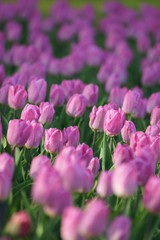 Fototapeta premium チューリップ畑