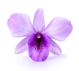 Naklejka na ściany i meble Purple orchids on a white background.