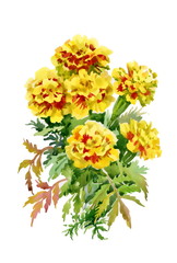 Tagetes flowers