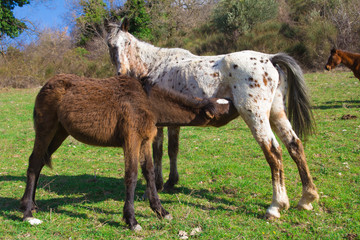 Cavalla che allatta il suo puledro