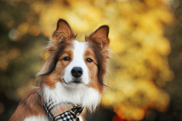 Red dog wearing a scarf in autumn