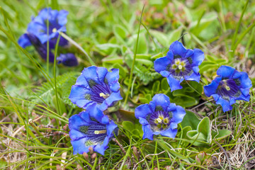 Stängelloser Enzian (Gentiana acaulis)