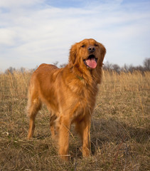 Happy golden retriever panting in field with blue sky