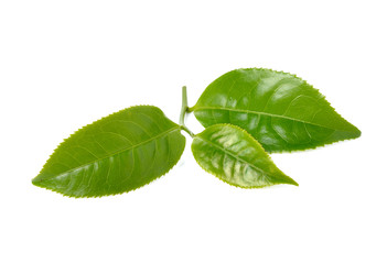 Obraz premium Green tea leaf isolated on white background