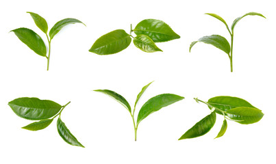 green tea leaf isolated on white background