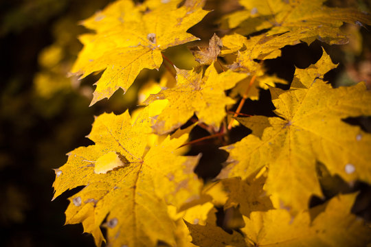 Autumn yellow leaves maple