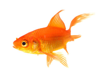 Goldfish Isolated on White Background