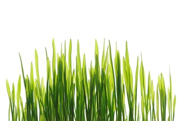 Fototapeta na wymiar Young spring grass in bright sunlight isolated