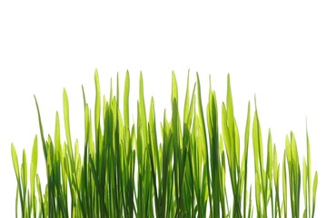 Young spring grass in bright sunlight isolated